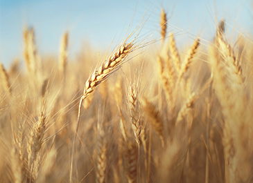 Wheat field 